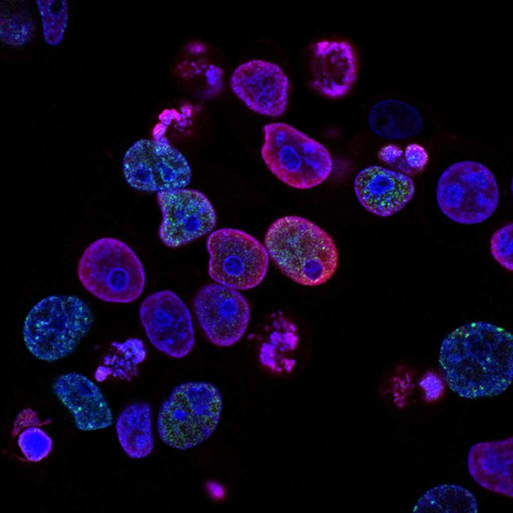 Human Cells